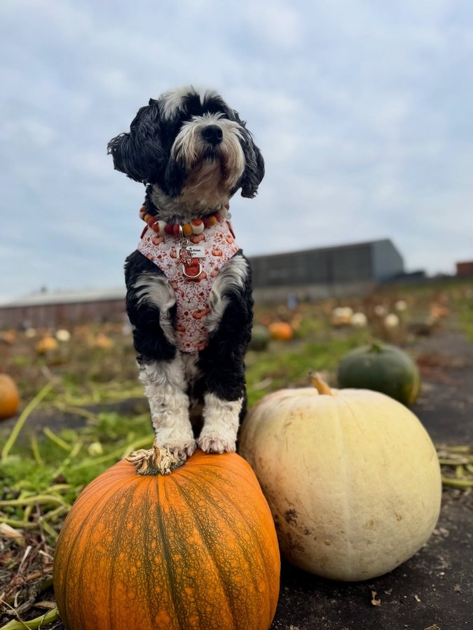 Instagram post by @corrie_and_co for Poochie Pals. Caption reads: 💚🎃 Gourd Vibes Only 🎃💚 Happy #tppbthursdays....