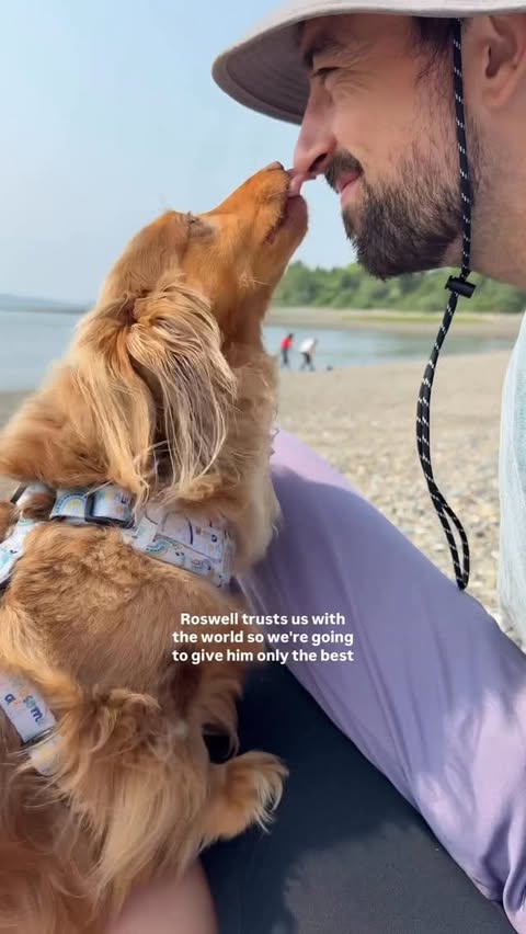 Instagram post by @roswell_weenie for Wellness Pet Food. Caption reads: [...] with the link in my bio. #dachshund....