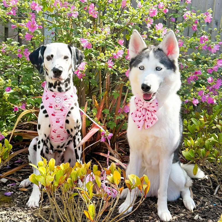 Instagram post by @thefoxwolfspotbossandbaby for Cookie & Chewkie. Caption reads: Happy launch Day @cookieandchewkie 🥳🍒💕💜

Mila....