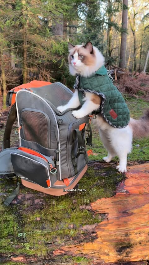 Instagram post by @ragdollatticus for Petsfit. Caption reads: [...] tested cat backpack🐱🐾🎒

This is the....