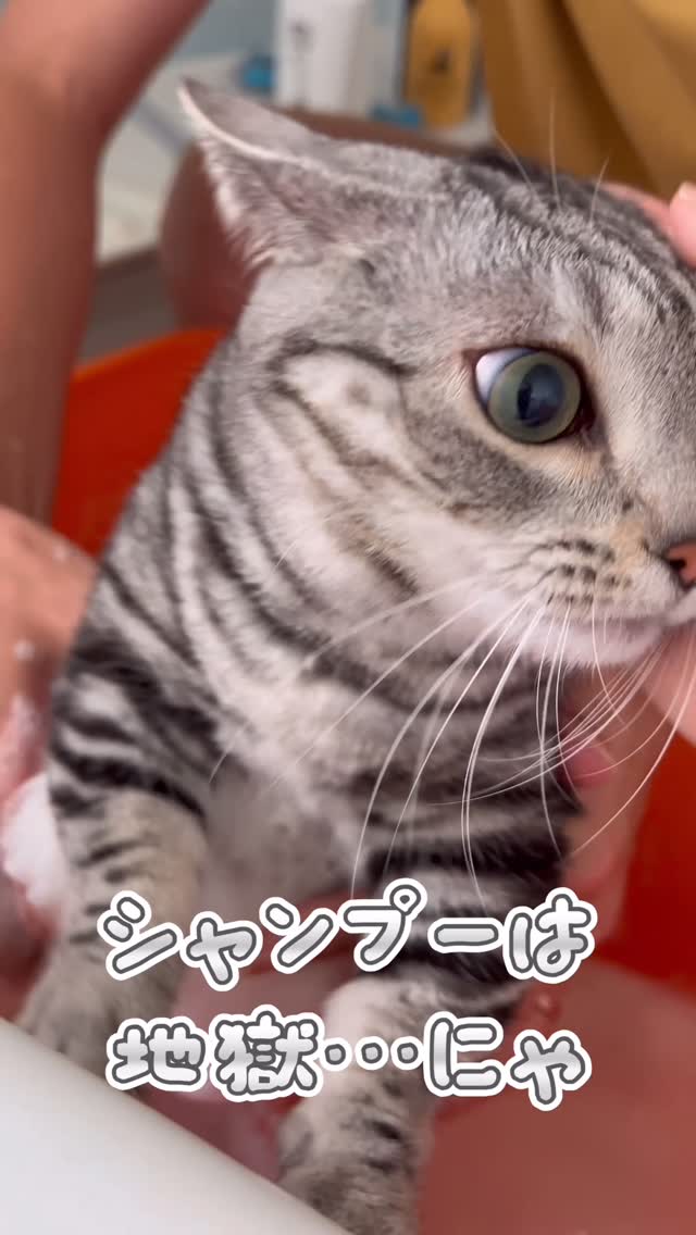 Instagram post by @ame_n103 for PetSnowy. Caption reads: [...] #ふわさら生活 #ペットドライヤーハウス #PetSnowyドライヤーハウス....