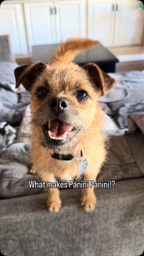 Instagram post by @nutterbutterrescuepupper for Embark. Caption reads: [...] wanted to understand her better. With....