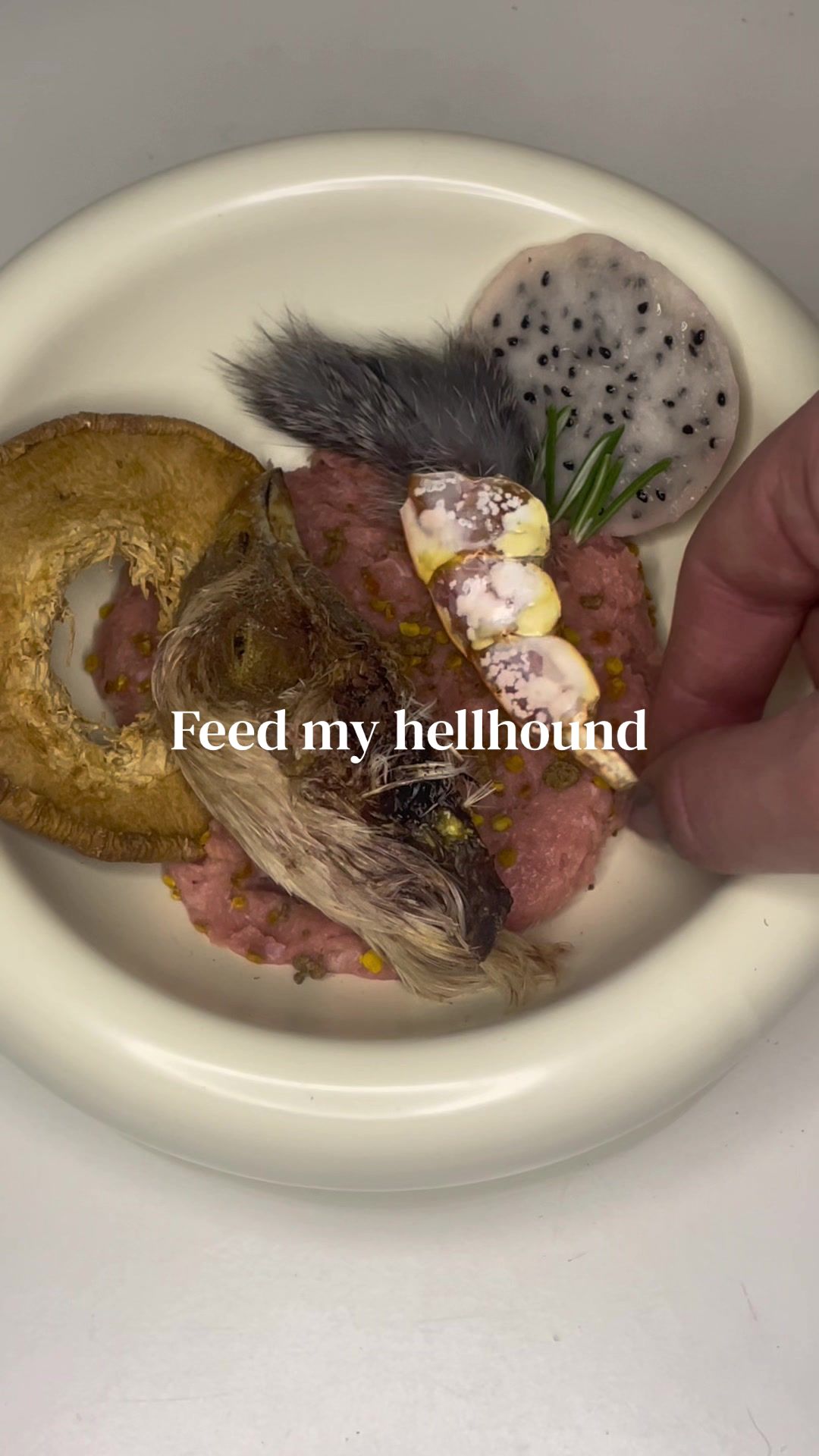 TikTok post by @unleashedcanine for Bernie's Best. Caption reads: first time feeding my dogs dragon fruit 🍡....