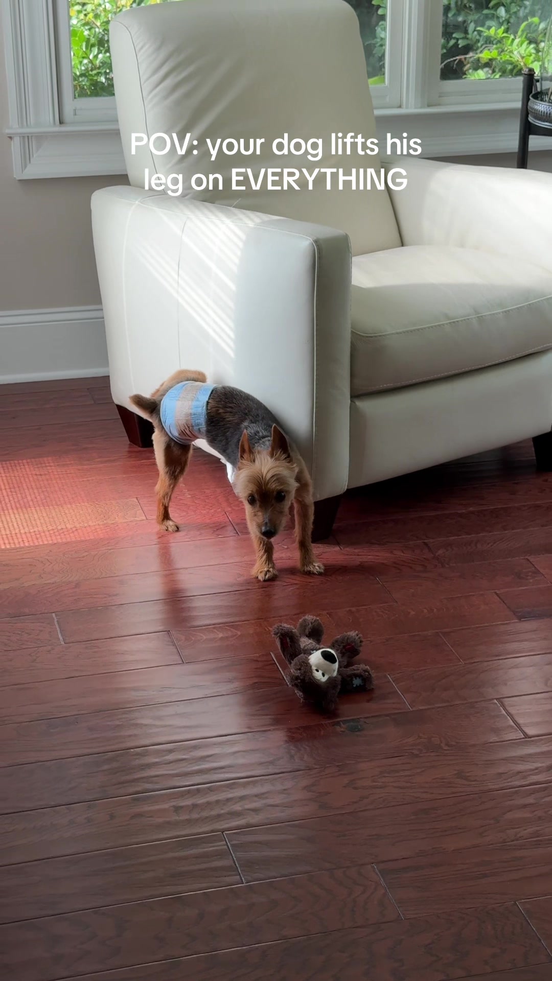 TikTok post by @caro_manning for HoneyCarePet. Caption reads: they are over 40% off right now too! doesn’t he....