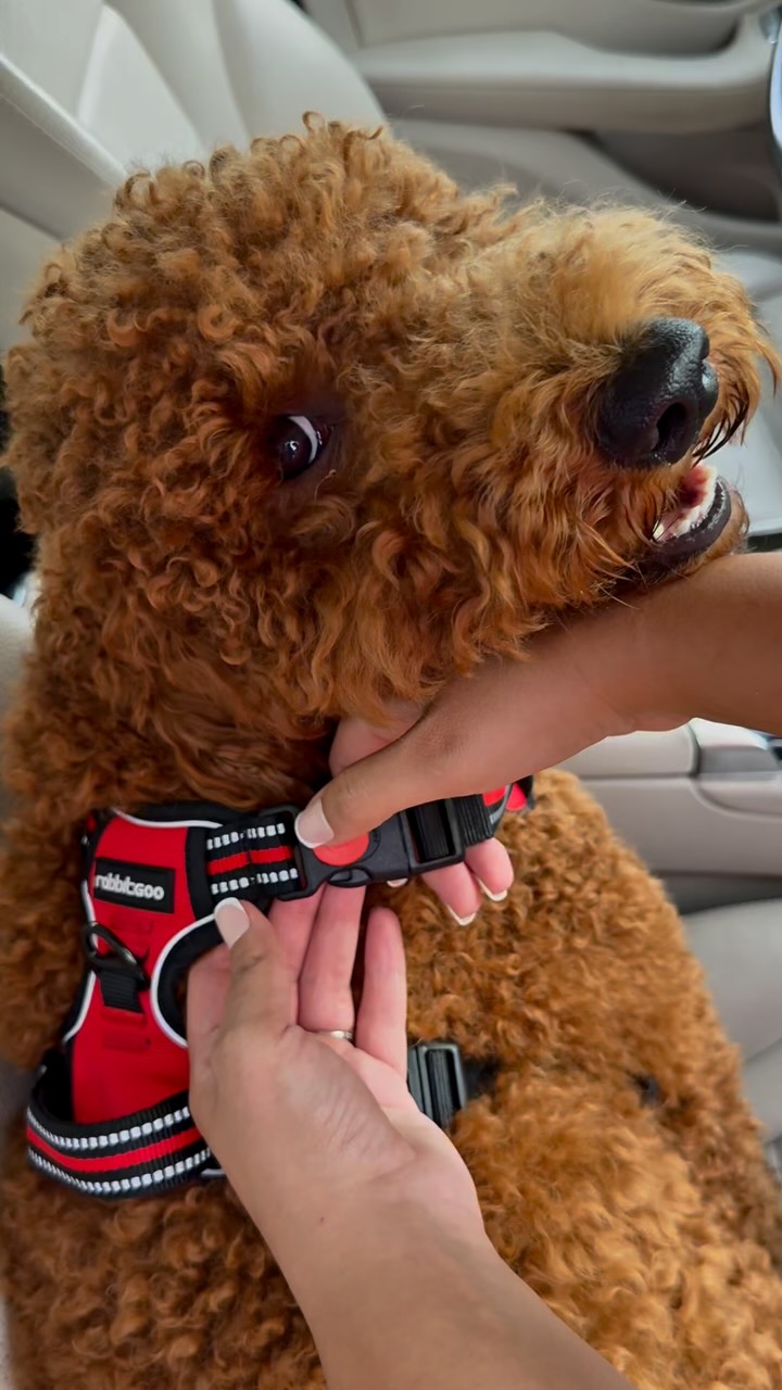 Instagram post by @gzdgunduz for Rabbitgoo. Caption reads: [...] adorable and super comfy harness from....