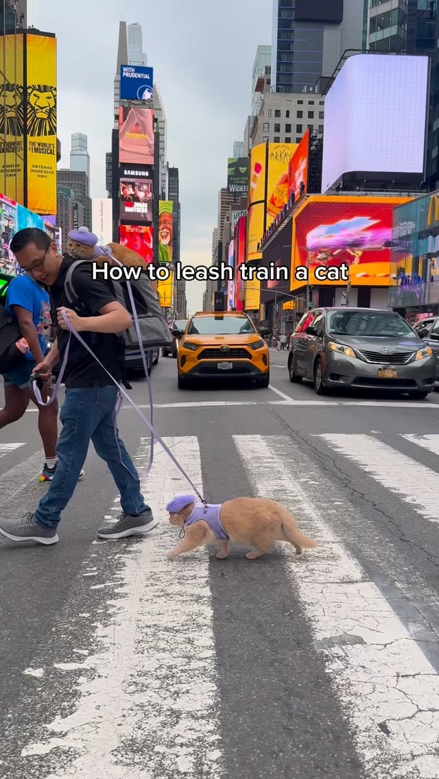 Instagram post by @spongecake_thescottishfold for Zoetis Petcare. Caption reads: Did you know that leash training a cat is one of....