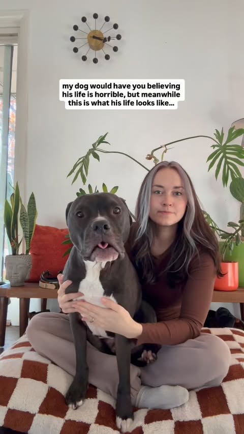 Instagram post by @wethreepitties for Fera Pets. Caption reads: #ferapartner | Life with Roscoe 🫶

Trying to....