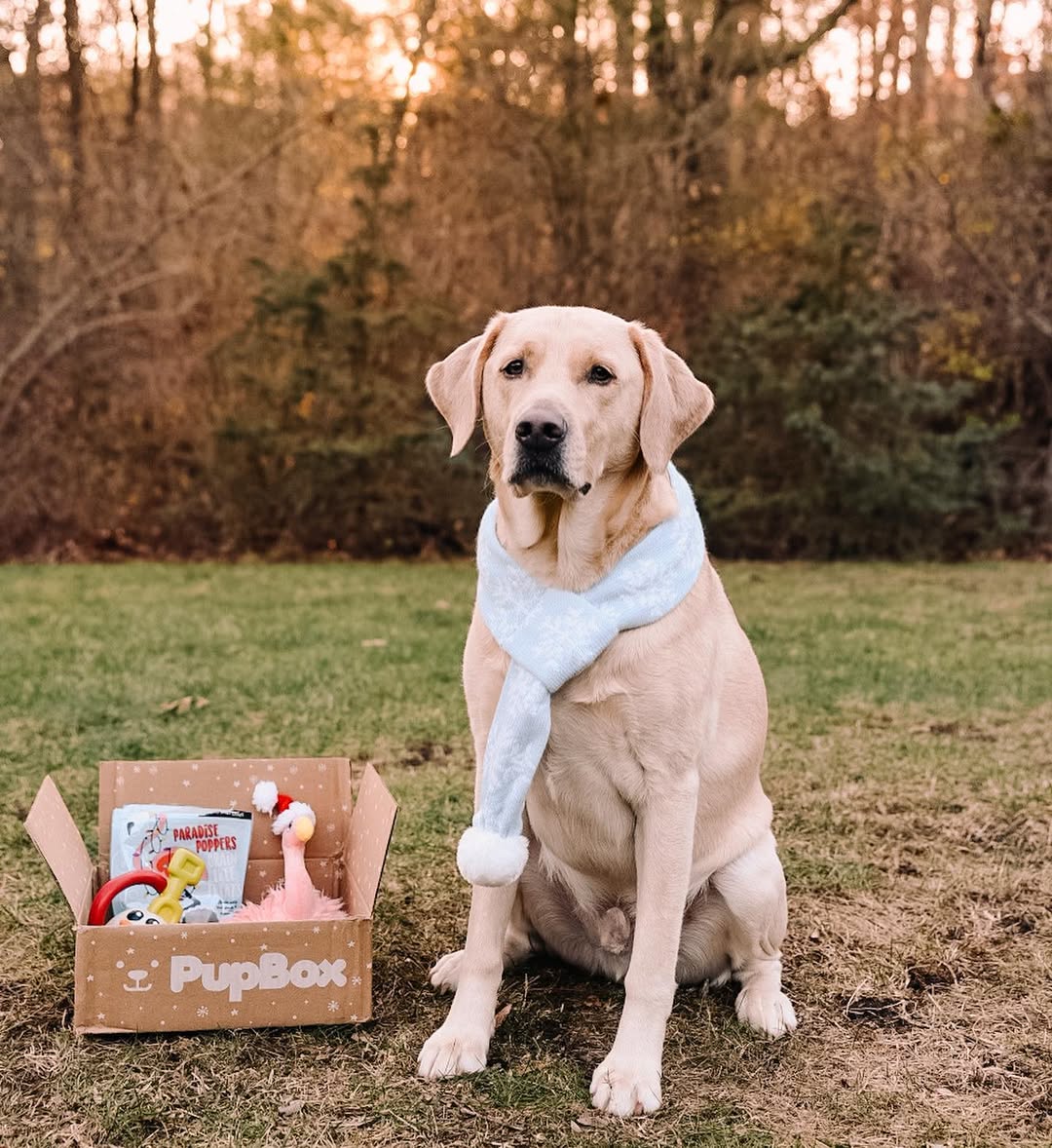 Instagram post by @ace__adventures for PupBox. Caption reads: @pupbox delivery day is the best day of the....
