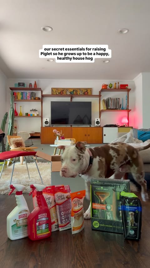Instagram post by @wethreepitties for Good 'n' Fun. Caption reads: [...] fave products from @dreambonechews +....