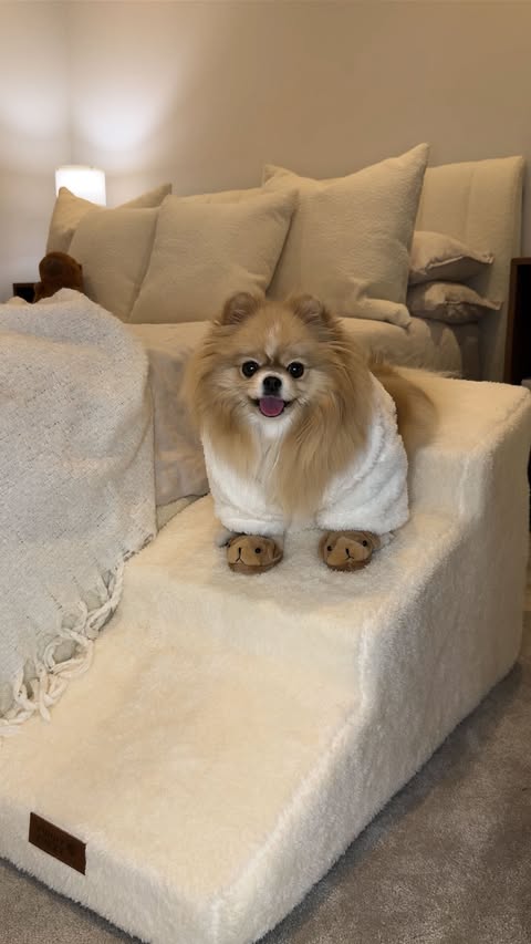 Instagram post by @bon_the_pomeranian for FunnyFuzzy. Caption reads: [...] my own stairs ✨ these stairs from....