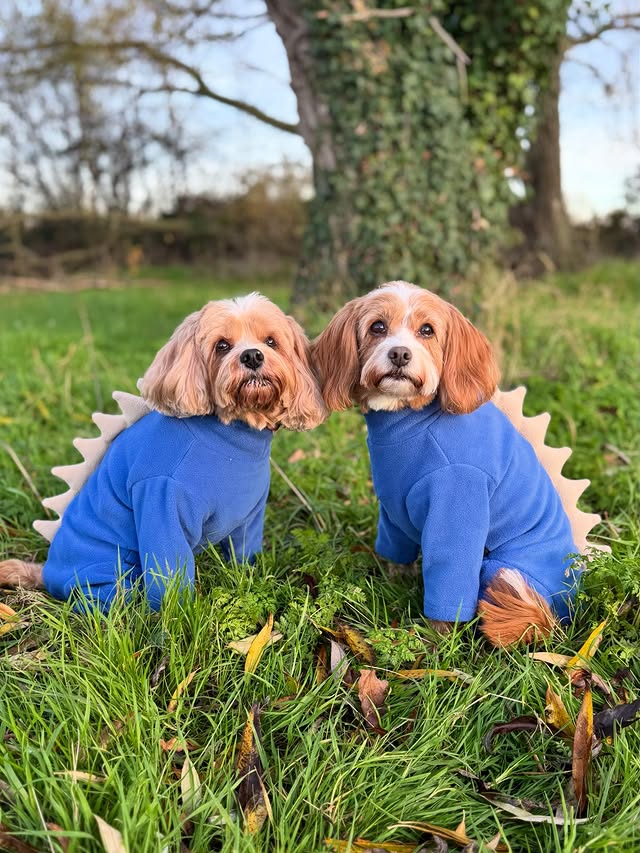 Instagram post by an influencer for Pet Wiz. Caption reads: [...] cosy in our new fleeces from @petwizuk 🤩🩵....