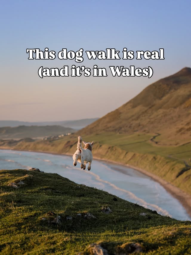 Instagram post by @thenimblewhippet for Dog Furiendly - Dog Friendly Places. Caption reads: This needs to be on your bucket list 📌😍 Three....