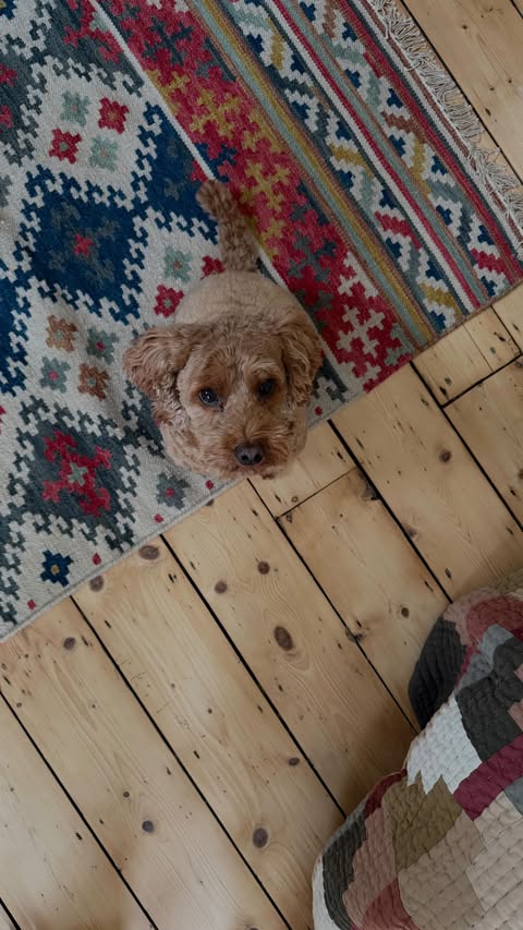 Instagram post by @poppydeyes for Butternut Box. Caption reads: [...] still so happy we made the @butternutbox....