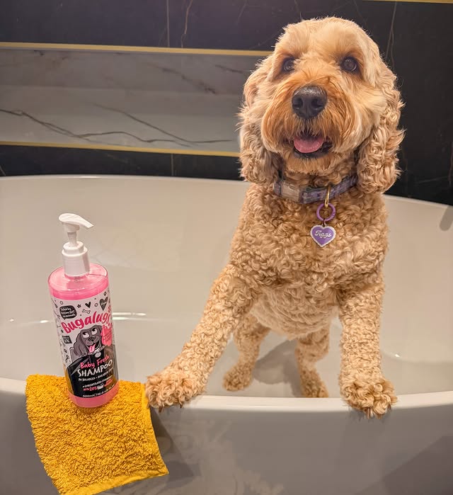 Instagram post by @tiggs.cockapoo for Bugalugs Pet Care. Caption reads: [...] bath.. even better when you have....