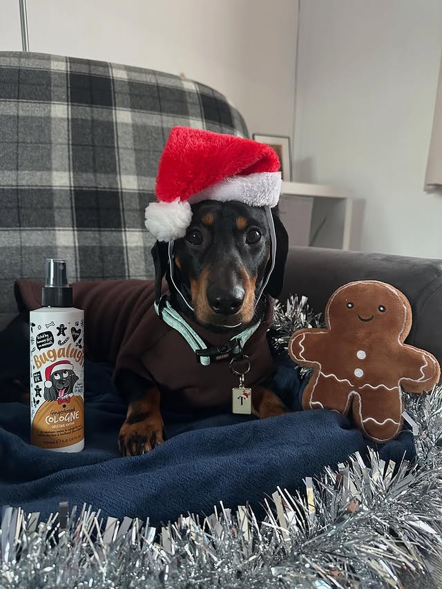 Instagram post by @tonythetinysausage for Bugalugs Pet Care. Caption reads: 𝑺𝒎𝒆𝒍𝒍𝒔 𝒍𝒊𝒌𝒆 𝒈𝒊𝒏𝒈𝒆𝒓𝒃𝒓𝒆𝒂𝒅,....