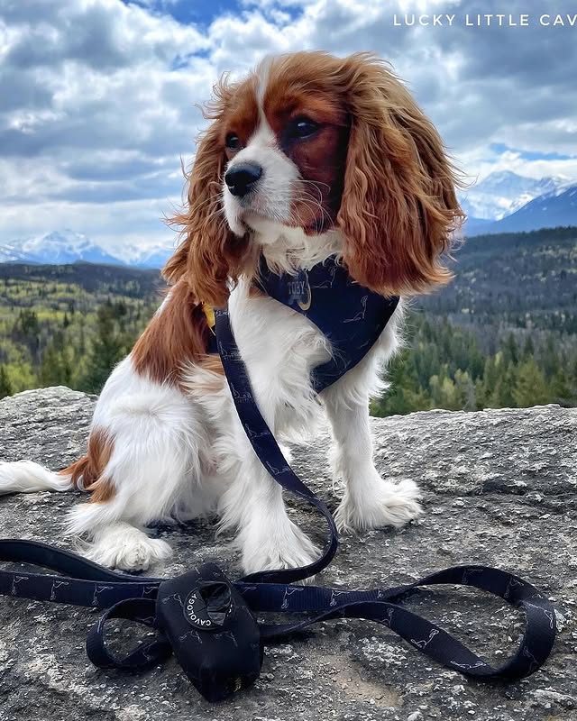 Instagram post by @luckylittlecavalier for Cavology. Caption reads: @cavologybrand is having a HUGE Black Friday Sale....