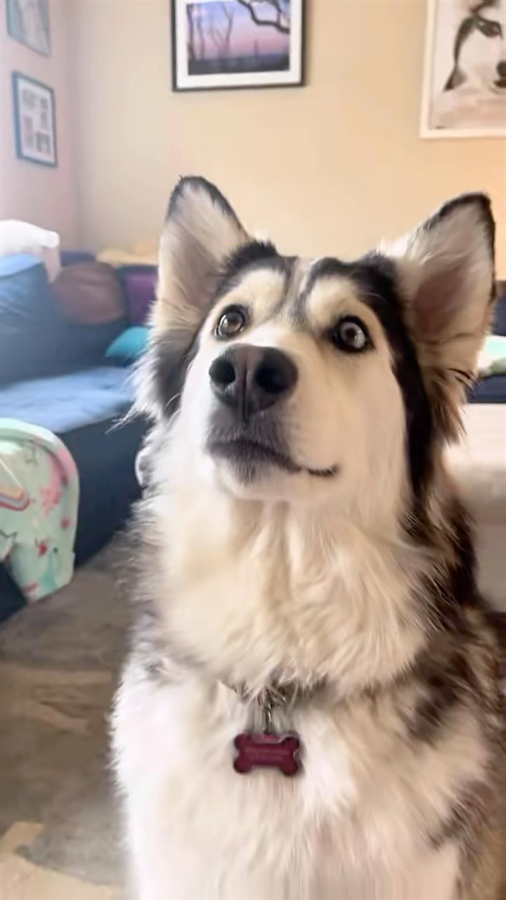 Instagram post by @penelopii.pirouettes for Budweiser. Caption reads: this is one of my absolute favorite @budweiser....