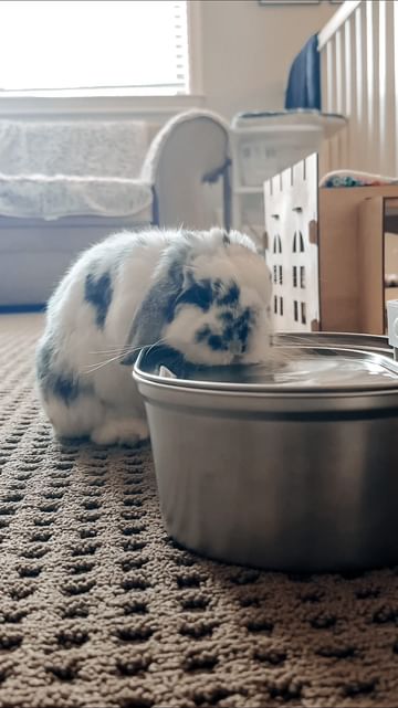 Instagram post by @eeveesbunlops for Uahpet. Caption reads: Stay hydrated friends 💦

💕 Link for in bio for....